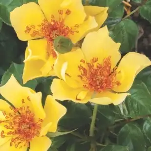 Rosa Ducat™ - galben - trandafir pentru straturi Floribunda